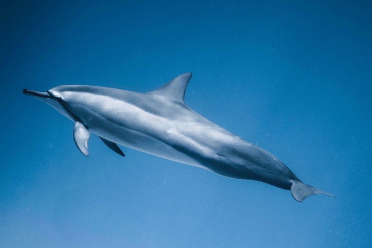 撤退学研究ユニット